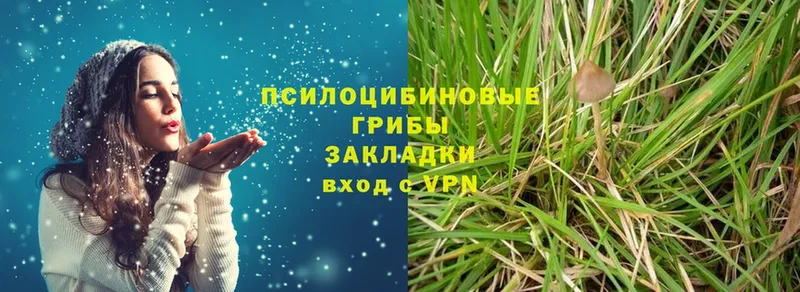 Псилоцибиновые грибы Psilocybine cubensis  Кукмор 